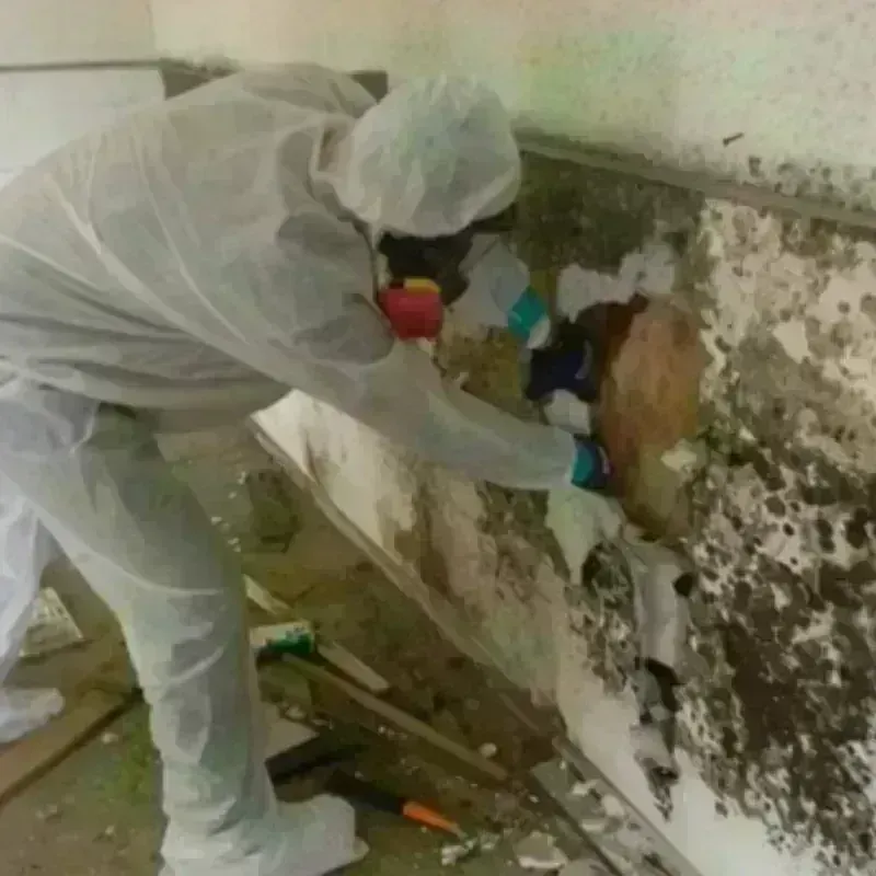 Mold Remediation and Removal in New Richmond, OH